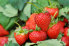 Rättat beslut UPMA bifall Spotlight™ Plus i jordgubbar”